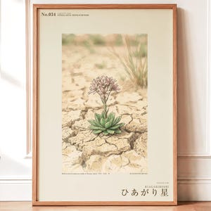Drypool Star Herbarium Plate – Stellatia donianensis Botanical Art (Digital Download) image 1