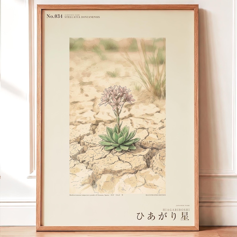 Drypool Star Herbarium Plate – Stellatia donianensis Botanical Art (Digital Download) image 1