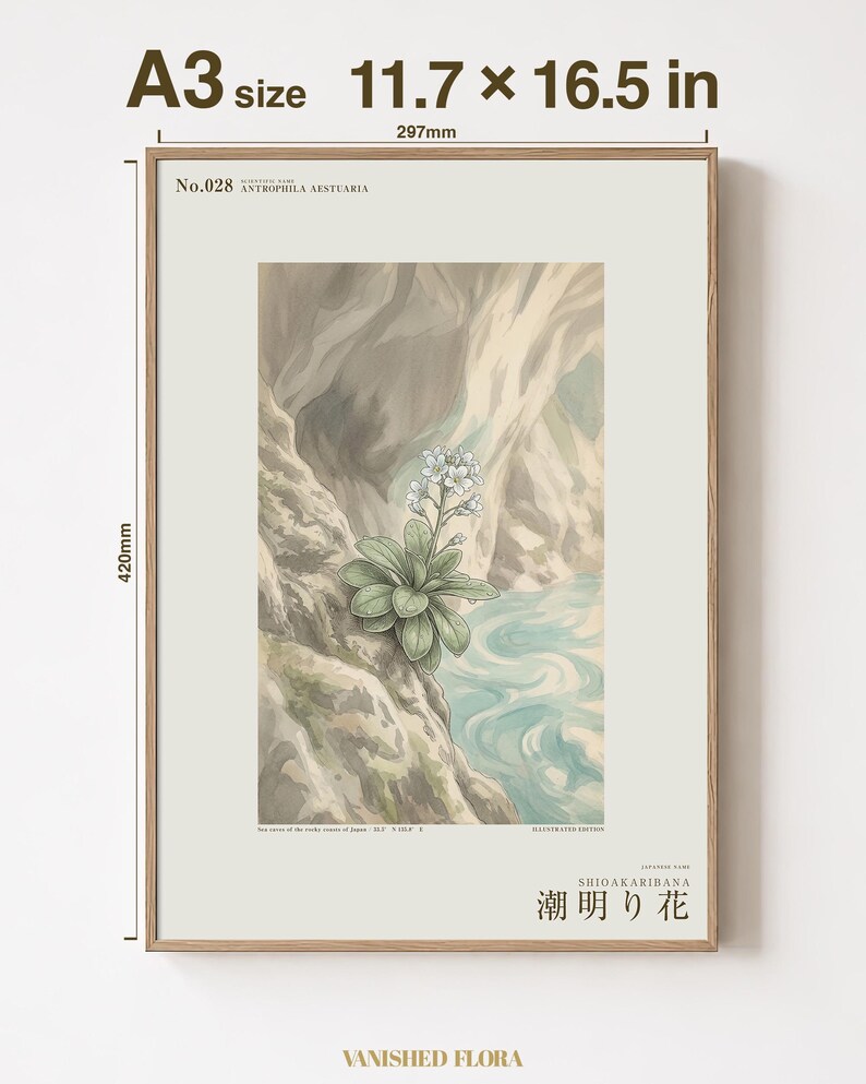 Tideglow Flower Botanical Print – Japanese Sea-cave Bloom, Dark Academia Wall Art (Digital Download) image 5