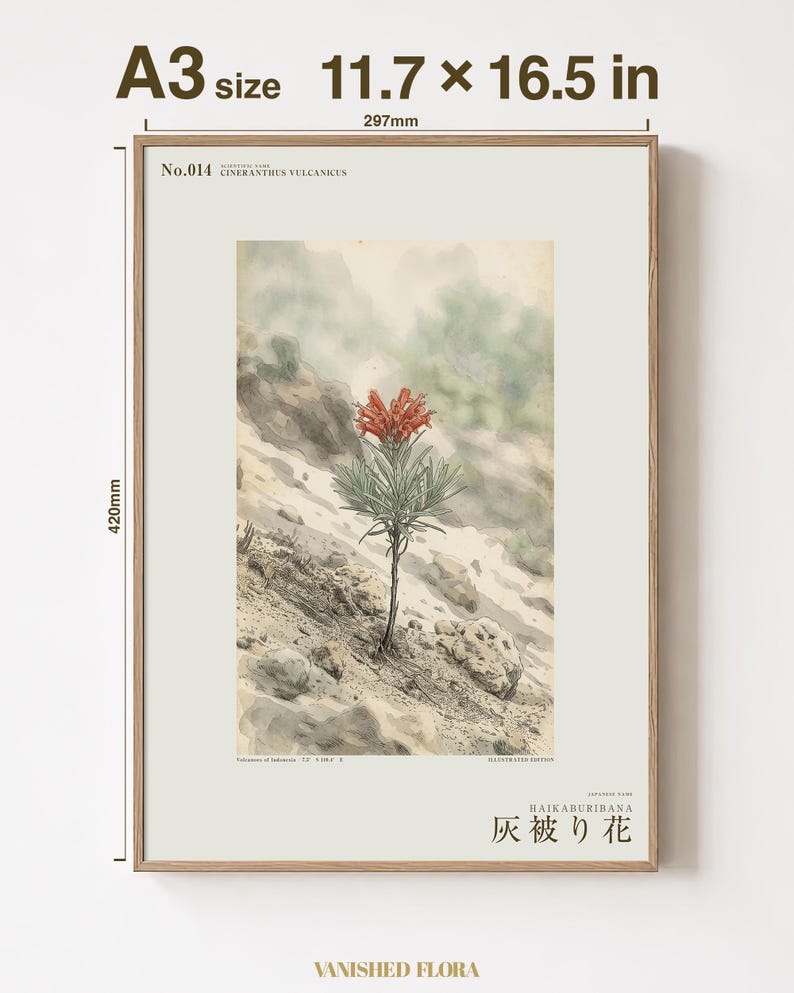 Ashveil Flower Print – Cineranthus vulcanicus, Moody Botanical Specimen (Digital Download) image 5