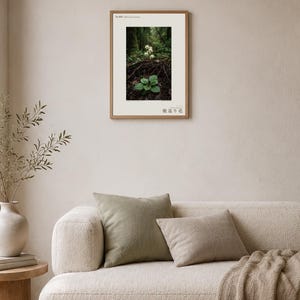 Fictional Ivory Bloom Photograph – Radicava Bialowiensis Forest Light Print (Digital Download) image 4