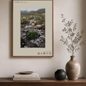 Thaw Bloom Botanical Print – Cryophila pergelida Tundra Flower (Digital Download) image 3