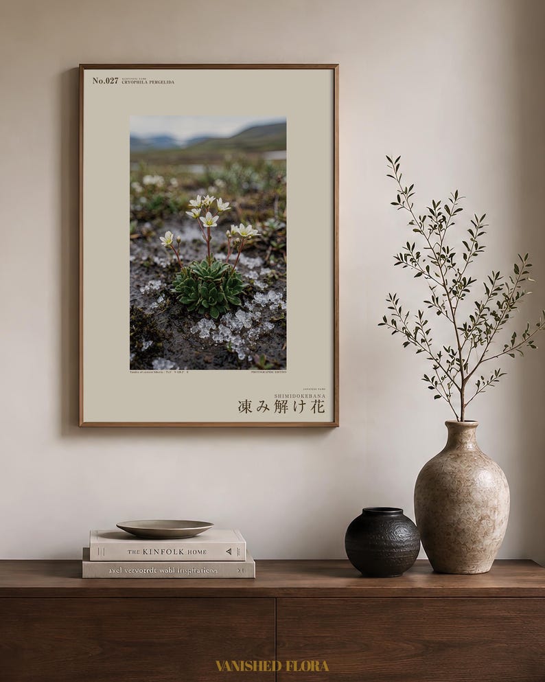 Thaw Bloom Botanical Print – Cryophila pergelida Tundra Flower (Digital Download) image 3