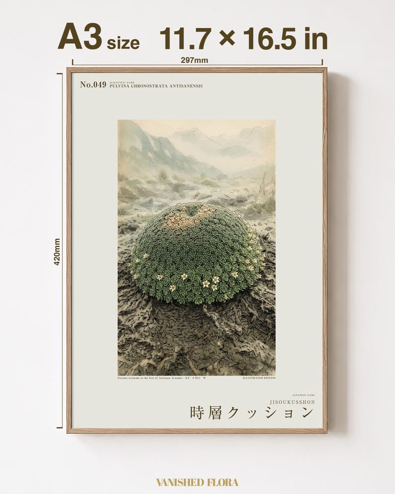 Time-layer Cushion Print – Vanished Andean Plant, Pulvina chronostrata antisanensis (Digital Download) image 5