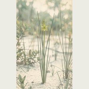 Botanical Print – Aphyllanthe Essequibensis, White-sand Forest Study (Digital Download) image 2