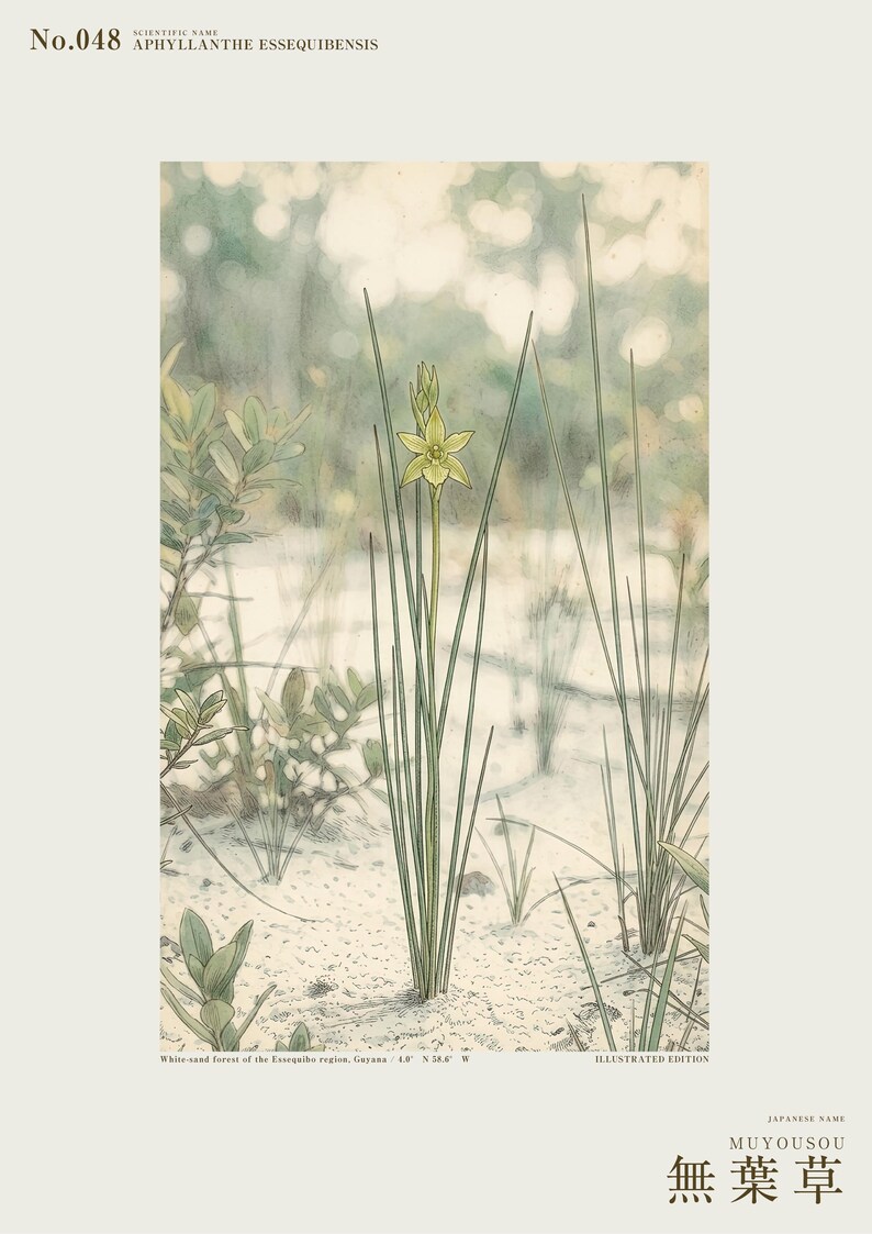 Botanical Print – Aphyllanthe Essequibensis, White-sand Forest Study (Digital Download) image 2