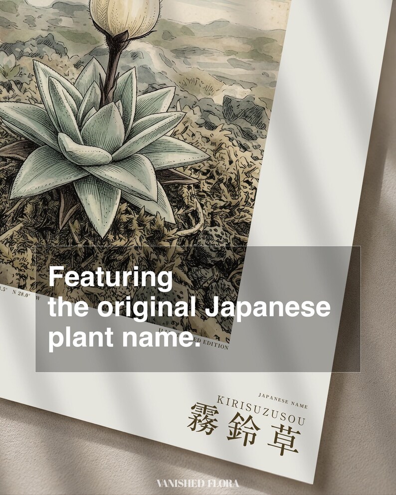Mist Bell Herbarium Plate – Nebulocampa campanulata, Dark Academia Wall Art (Digital Download) image 6