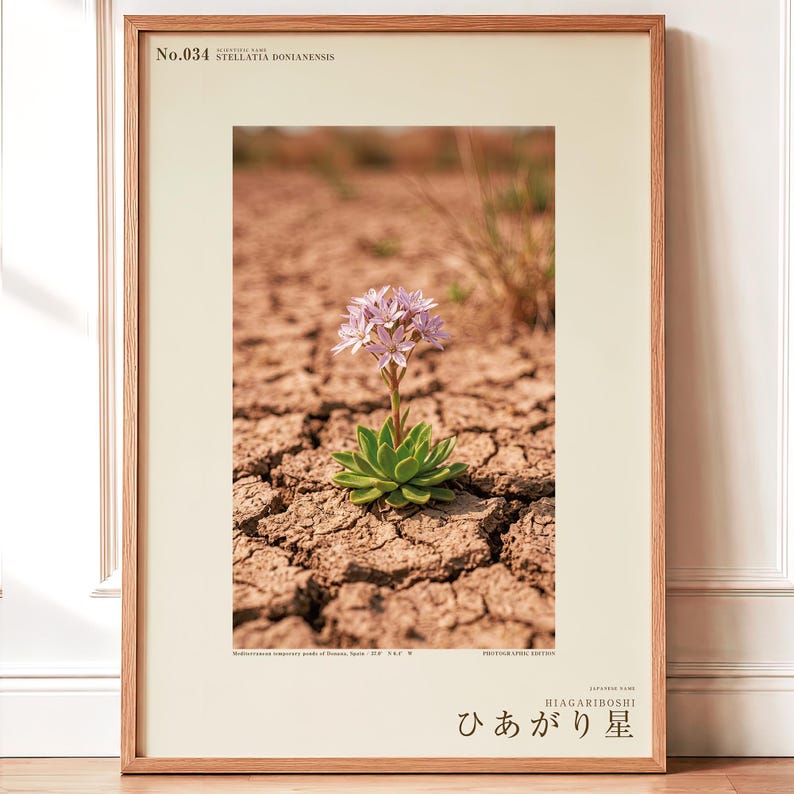 Drypool Star Print – Stellatia donianensis, Extinct Flower, Dark Academia Decor (Digital Download) image 1