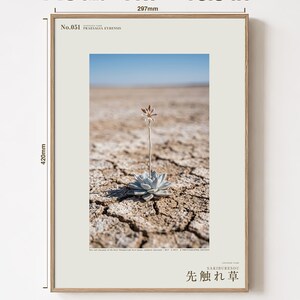 Forerunner Herb Photograph – Praesagia eyrensis, Fictional Succulensis, Moody Interiors Wall Decor (Digital Download) Bild 5