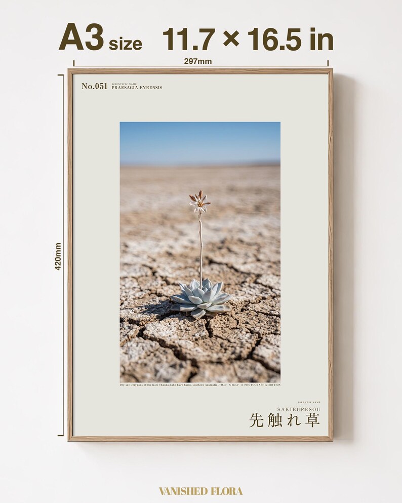 Forerunner Herb Photograph – Praesagia eyrensis, Fictional Succulensis, Moody Interiors Wall Decor (Digital Download) Bild 5