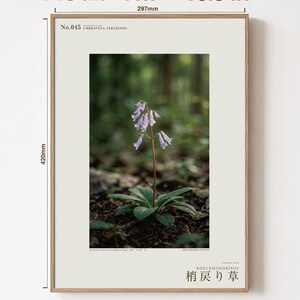 Imaginary Herb Print – Umbravena teraiensis, Dark Academia Botanical Art (Digital Download) image 5