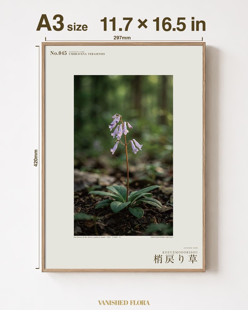 Imaginary Herb Print – Umbravena teraiensis, Dark Academia Botanical Art (Digital Download) image 5