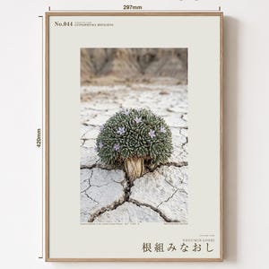 Botaniskt fototryck – Utdöd gipsblomma, stämningsfull naturkonst (digital nedladdning) bild 5