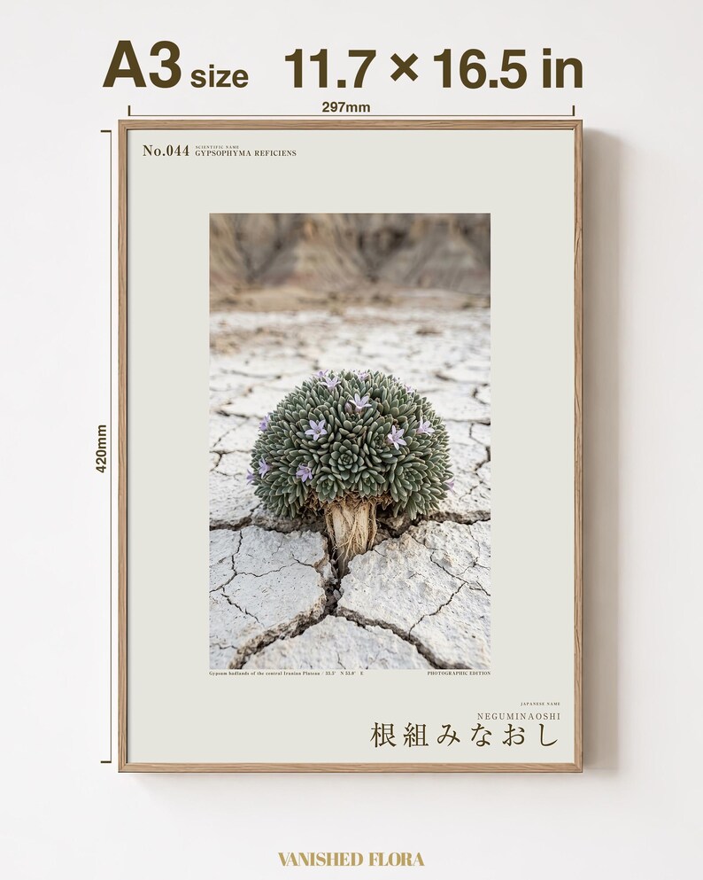 Botaniskt fototryck – Utdöd gipsblomma, stämningsfull naturkonst (digital nedladdning) bild 5