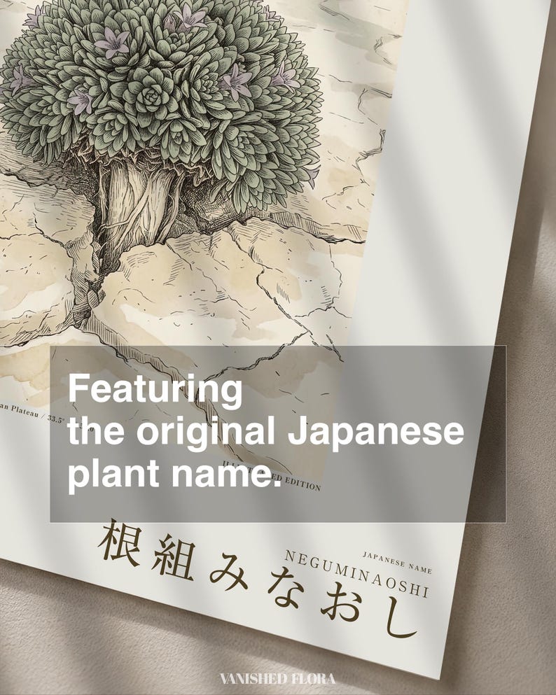 Vanished Flora Print – Gypsophyma Reficiens Botanical Illustration (Digital Download) bild 6