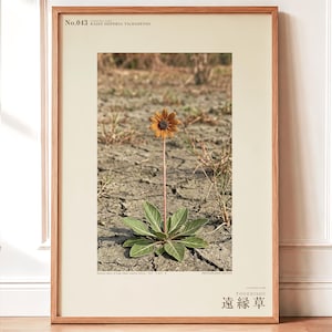 Scattered-kin Herb Photograph – Radix dispersa tschadensis, Lake Chad Bloom (Digital Download)