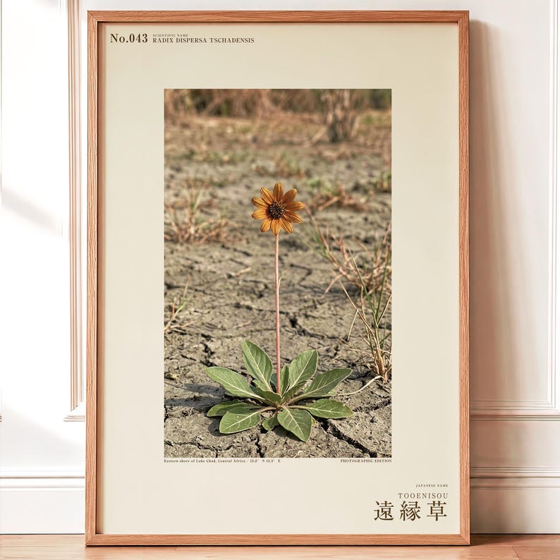 Fotografi av spridd ört – Radix dispersa tschadensis, sjötschadblomma (digital nedladdning) bild 1