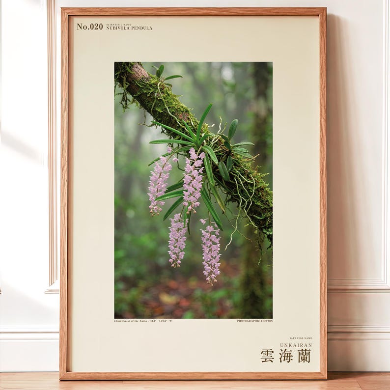 雲霧林の蘭の写真 – 想像上のヌビボラ・ペンデュラ、ゴシック調の壁掛けアート（デジタルダウンロード） 画像 1