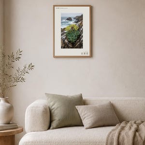 Seabird Cliffbloom Archive Photograph — Extinct Yellow Daisy of the Seabird Stacks, Guanophila maritima, Cottagecore Decor image 4