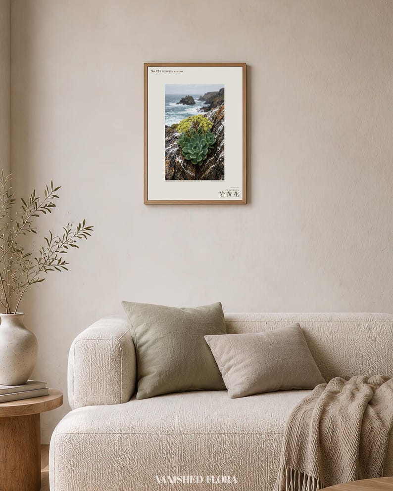 Seabird Cliffbloom Archive Photograph — Extinct Yellow Daisy of the Seabird Stacks, Guanophila maritima, Cottagecore Decor image 4