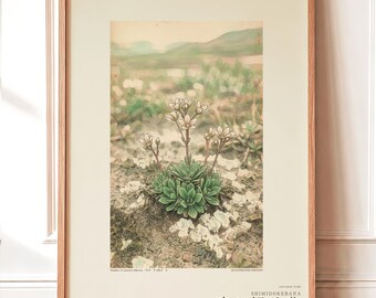 Fictional Thaw Bloom Herbarium Plate – Cryophila Pergelida, Cottagecore Wall Art (Digital Download)