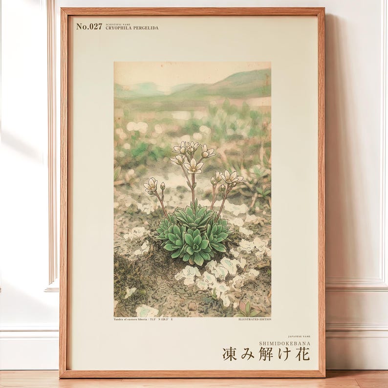 Fictional Thaw Bloom Herbarium Plate – Cryophila Pergelida, Cottagecore Wall Art (Digital Download) image 1