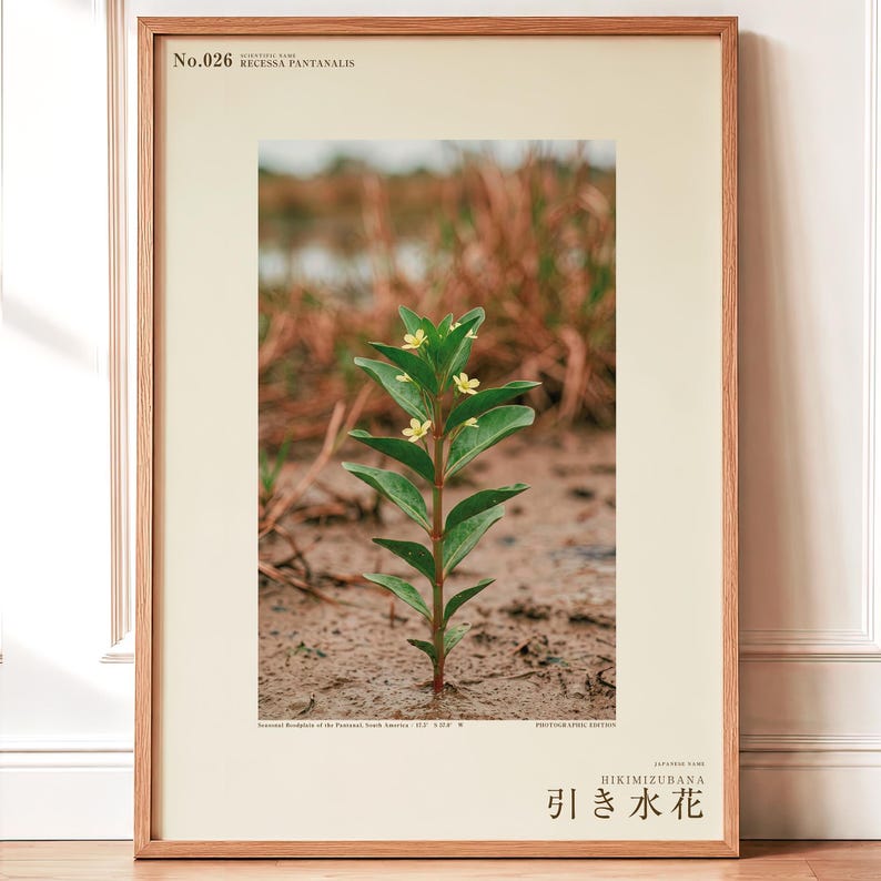 Fictional Ebbwater Flower Photograph – Recessa Pantanalis, Dark Academia Print (Digital Download) image 1