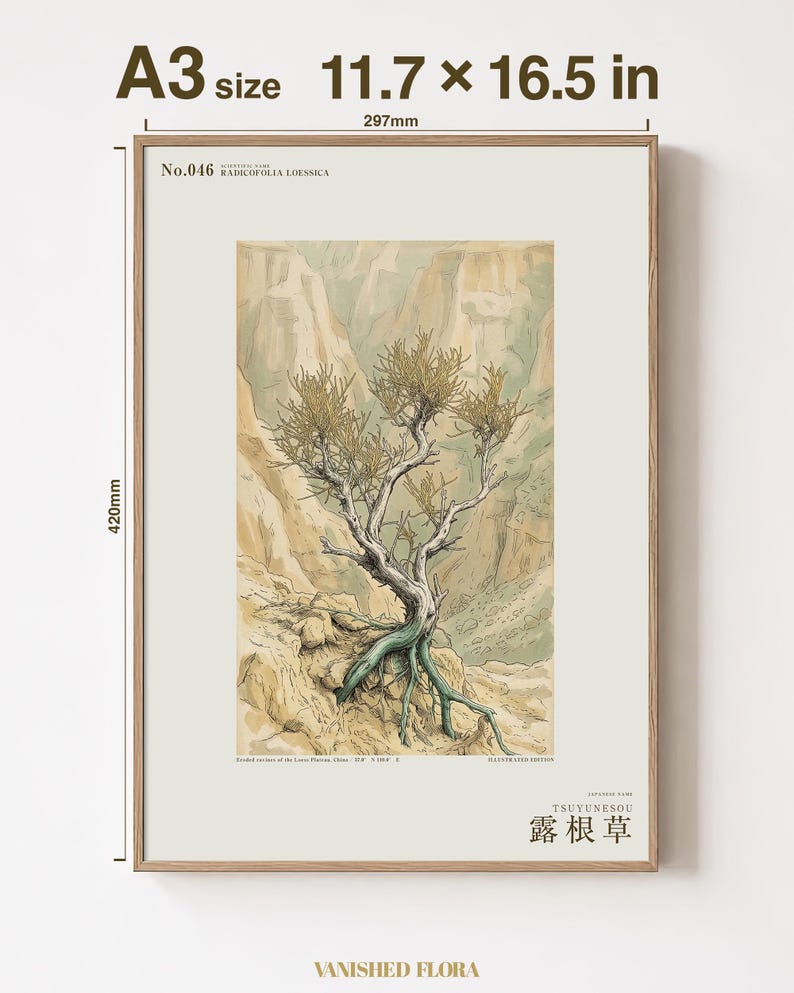 Bared-root Herb Print – Radicofolia Loessica Botanical Art (Digital Download) image 5