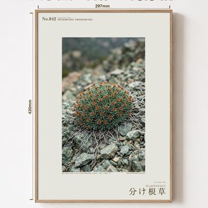 Fotografía de hierba de raíz partida – Bifidoradix troodosensis, decoración Dark Academia (descarga digital) imagen 5
