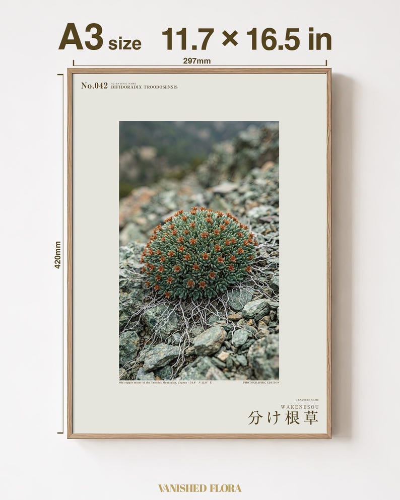 Fotografía de hierba de raíz partida – Bifidoradix troodosensis, decoración Dark Academia (descarga digital) imagen 5