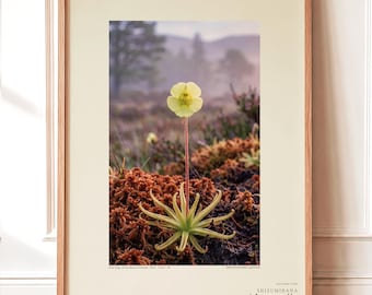 Sinking Bloom Botanical Photo Print – Fictional Paludis Mergens, Dark Academia Wall Art (Digital Download)