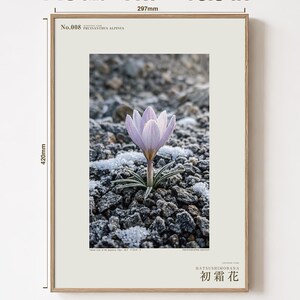 First-frost Bloom Photograph – Pruinanthus alpinus Alpine Flower Print (Digital Download) image 5