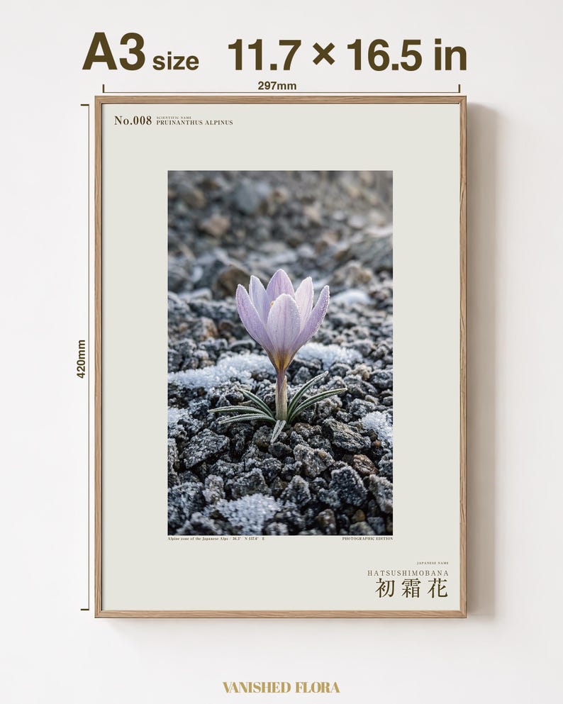 First-frost Bloom Photograph – Pruinanthus alpinus Alpine Flower Print (Digital Download) image 5