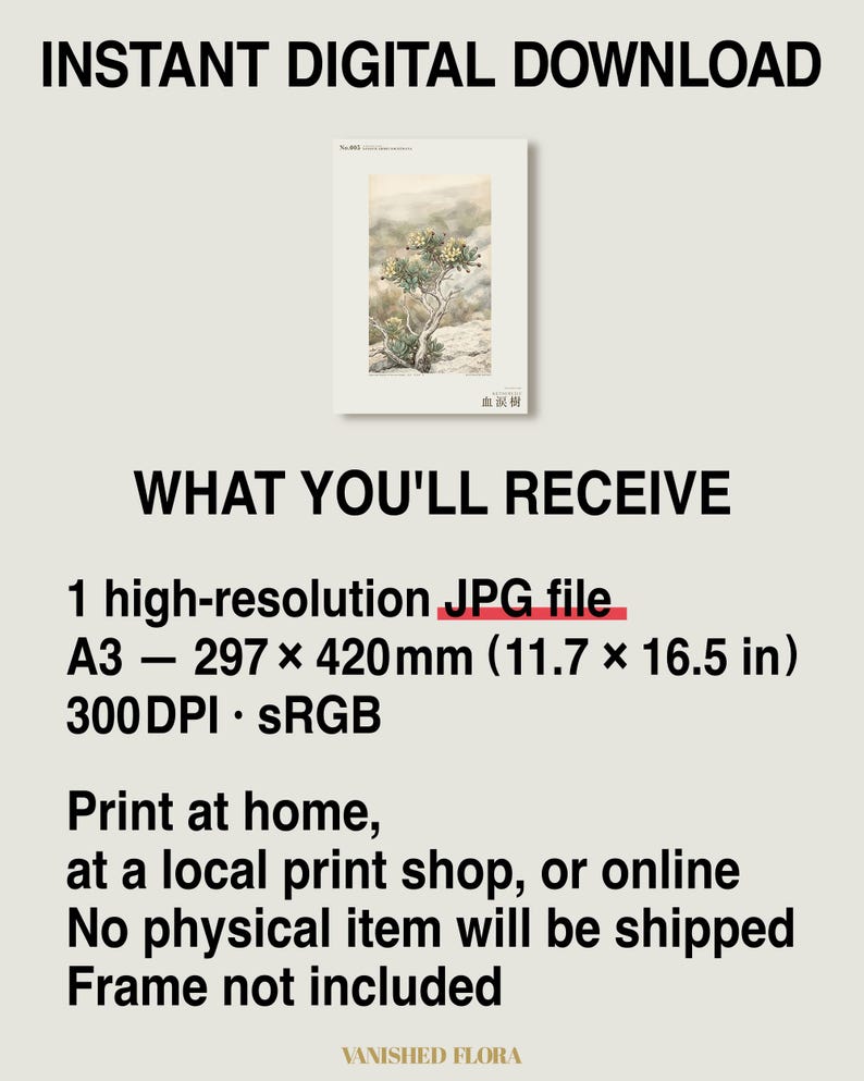 Socotran Bloodtear Print – Extinct Succulent Botanical Art (Digital Download) image 8