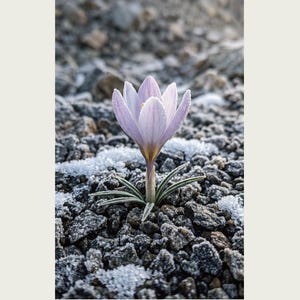 First-frost Bloom Photograph – Pruinanthus alpinus Alpine Flower Print (Digital Download) image 2