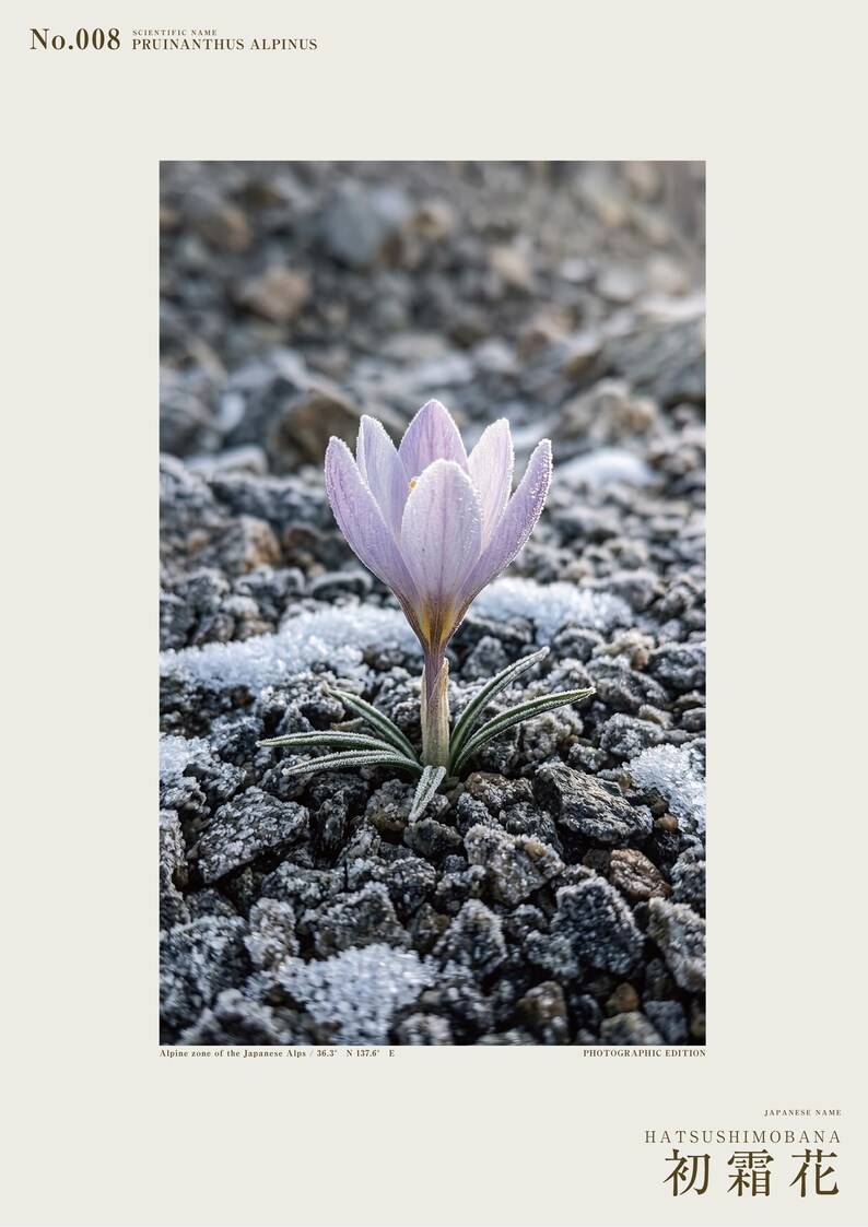 First-frost Bloom Photograph – Pruinanthus alpinus Alpine Flower Print (Digital Download) image 2