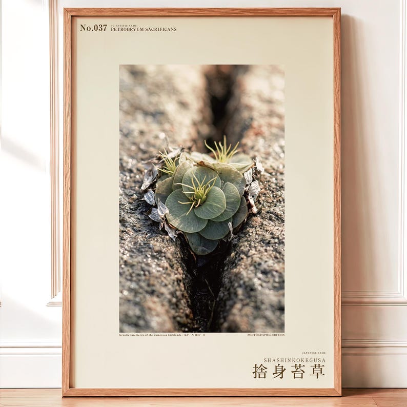 Speculative Rockmoss Print – Petrobryum Sacrificans, Dark Academia Botanical (Digital Download) image 1