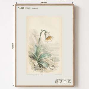 Imaginary Botanical Print – Aurora Glasscup, Canary Islands Lava Flower (Digital Download) image 5