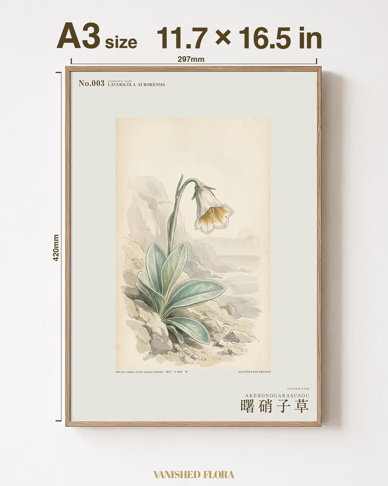 Imaginary Botanical Print – Aurora Glasscup, Canary Islands Lava Flower (Digital Download) image 5