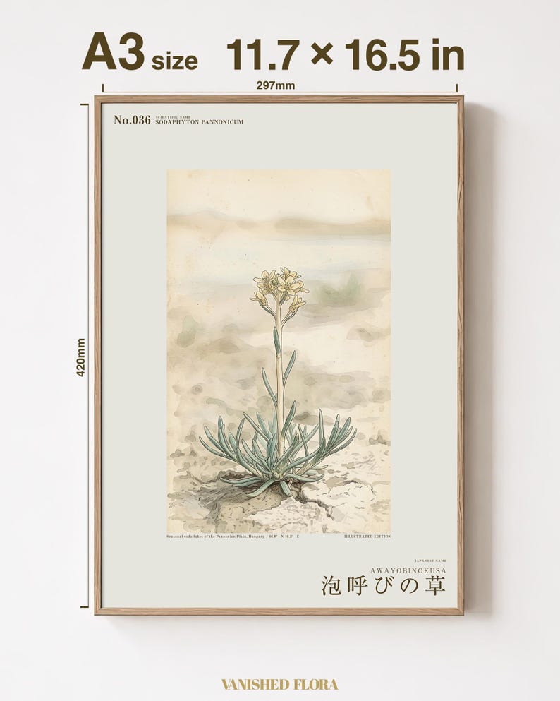 Kruidenprint voor een frisse adem – Botanische studie van Sodaphyton pannonicum (digitale download) afbeelding 5