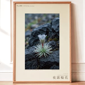 Vanishing Dewring Specimen Photograph – Ventiflora evanida, Patagonia Flower Art (Digital Download) image 1