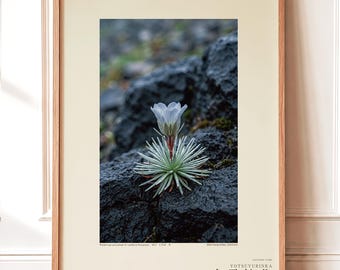 Vanishing Dewring Specimen Photograph – Ventiflora evanida, Patagonia Flower Art (Digital Download)