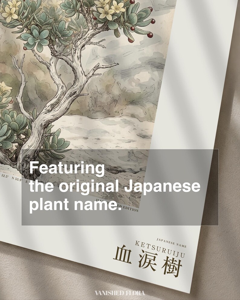 Socotran Bloodtear Print – Extinct Succulent Botanical Art (Digital Download) image 6