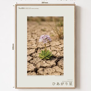 Drypool Star Print – Stellatia donianensis, Extinct Flower, Dark Academia Decor (Digital Download) image 5