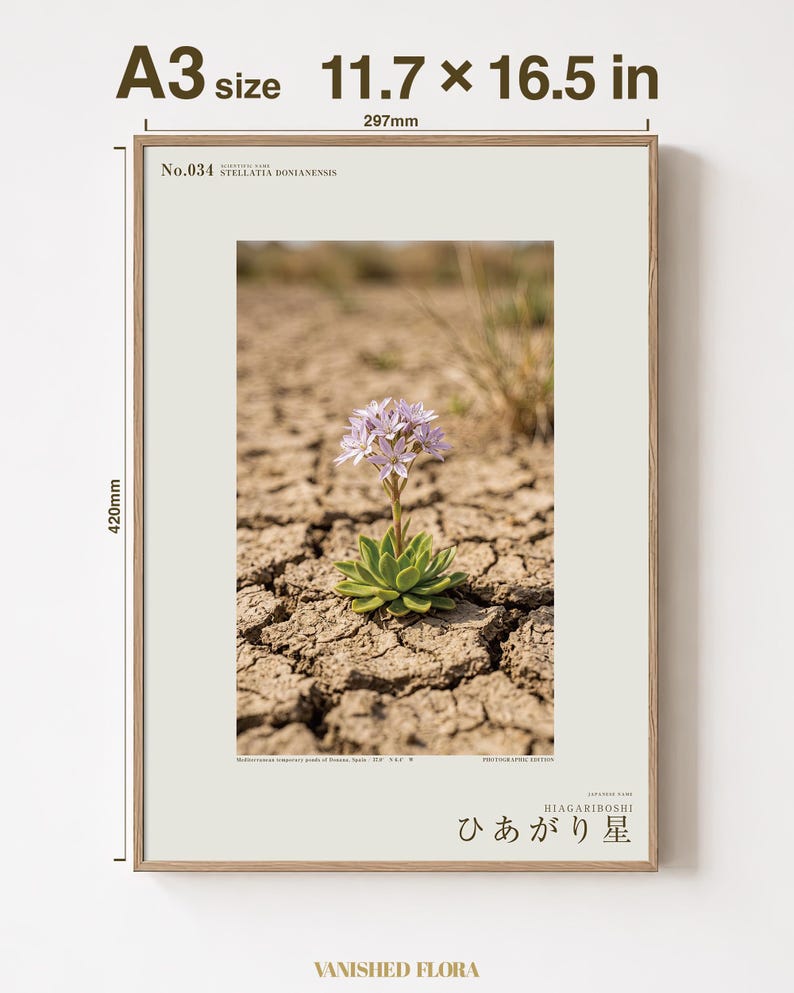 Drypool Star Print – Stellatia donianensis, Extinct Flower, Dark Academia Decor (Digital Download) image 5