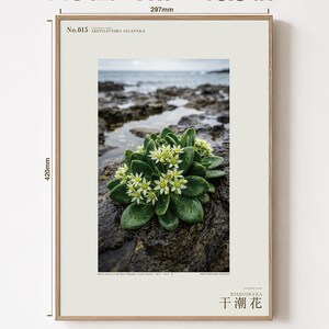 Low-tide Bloom Print – Imaginary Sea-star Flower, Hebridean Ebb, Dark Academia Decor (Digital Download) image 5