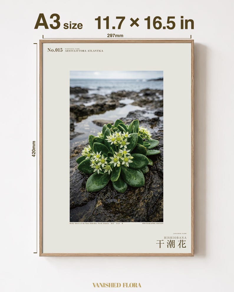 Low-tide Bloom Print – Imaginary Sea-star Flower, Hebridean Ebb, Dark Academia Decor (Digital Download) image 5