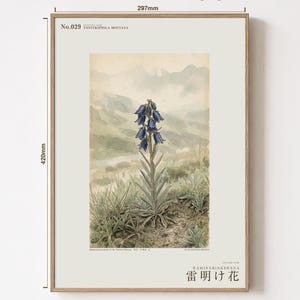Afterstorm Bloom Print – Tonitrophila Montana, Tibetan Plateau Flower, Naturalist Wall Art (Digital Download) image 5