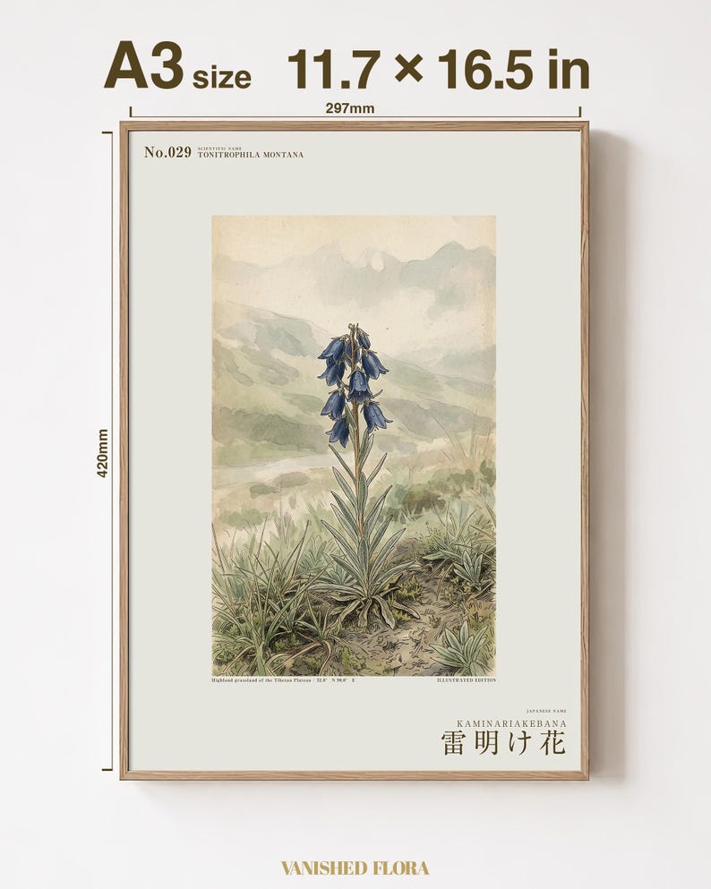 Afterstorm Bloom Print – Tonitrophila Montana, Tibetan Plateau Flower, Naturalist Wall Art (Digital Download) image 5