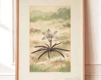Diario di campo fittizio sulla fioritura della nebbia - Studio botanico nel deserto del Namib (download digitale)